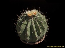 Ferocactus pottsii 339